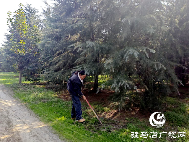 上蔡縣蔡溝鎮(zhèn)中陳村：發(fā)展苗木種植業(yè) 帶領(lǐng)群眾增收