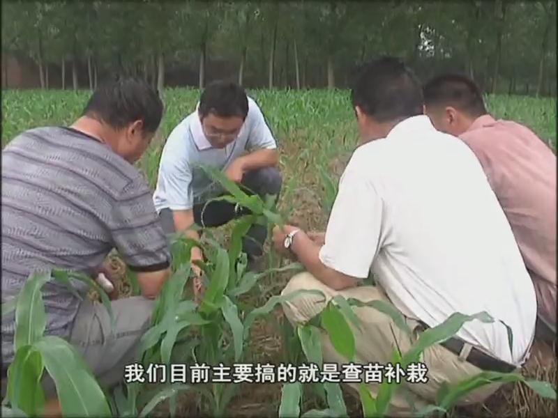 我市各地抓住雨后有利時(shí)機(jī) 及時(shí)開展以除草防病補(bǔ)苗為主的秋田管理